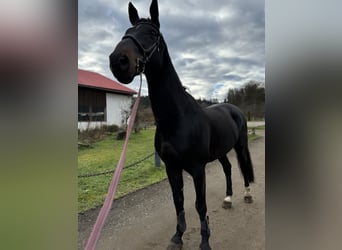 Belgisches Warmblut, Wallach, 13 Jahre, 173 cm, Dunkelbrauner