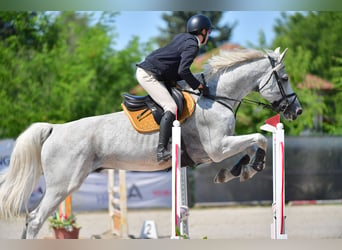 Belgisches Warmblut, Wallach, 13 Jahre, 178 cm, Fliegenschimmel