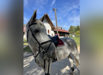 Belgisches Warmblut, Wallach, 13 Jahre, 178 cm, Fliegenschimmel