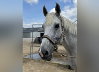 Belgisches Warmblut, Wallach, 13 Jahre, 178 cm, Fliegenschimmel