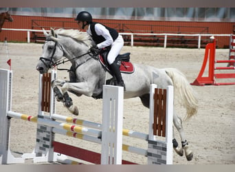 Belgisches Warmblut, Wallach, 13 Jahre, 178 cm, Fliegenschimmel