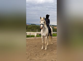 Belgisches Warmblut, Wallach, 13 Jahre, 182 cm, Schimmel