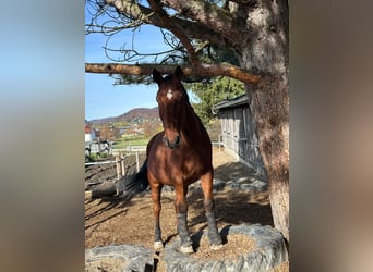 Belgisches Warmblut, Wallach, 13 Jahre