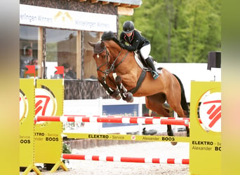 Belgisches Warmblut, Wallach, 13 Jahre