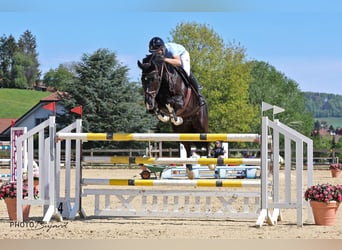Belgisches Warmblut, Wallach, 13 Jahre, Rappe