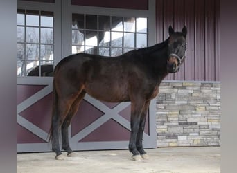 Belgisches Warmblut, Wallach, 13 Jahre, Rotbrauner