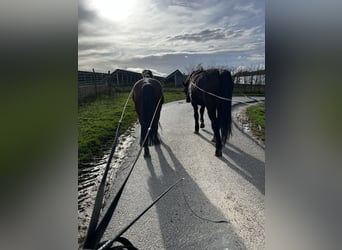 Belgisches Warmblut Mix, Wallach, 14 Jahre, 155 cm, Brauner