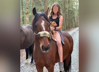 Belgisches Warmblut Mix, Wallach, 14 Jahre, 155 cm, Brauner