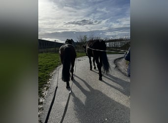Belgisches Warmblut Mix, Wallach, 14 Jahre, 155 cm, Brauner