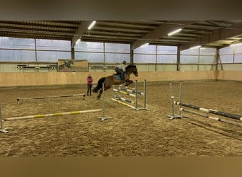 Belgisches Warmblut Mix, Wallach, 14 Jahre, 155 cm, Brauner