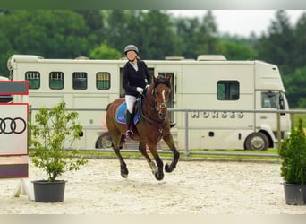 Belgisches Warmblut Mix, Wallach, 14 Jahre, 155 cm, Brauner
