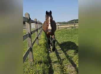 Belgisches Warmblut, Wallach, 14 Jahre, 165 cm, Brauner