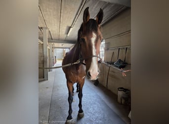 Belgisches Warmblut, Wallach, 14 Jahre, 165 cm, Brauner