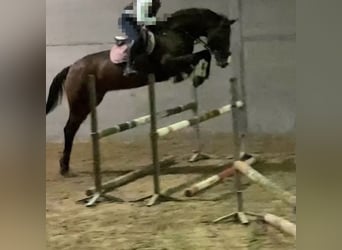 Belgisches Warmblut, Wallach, 14 Jahre, 167 cm, Brauner