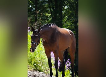 Belgisches Warmblut, Wallach, 14 Jahre, 168 cm, Brauner