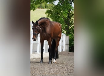 Belgisches Warmblut, Wallach, 14 Jahre, 168 cm, Brauner