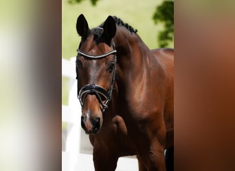 Belgisches Warmblut, Wallach, 14 Jahre, 168 cm, Brauner