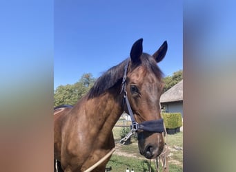 Belgisches Warmblut, Wallach, 14 Jahre, 170 cm, Rotbrauner