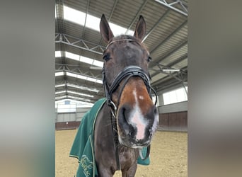 Belgisches Warmblut, Wallach, 14 Jahre, 170 cm, Rotbrauner