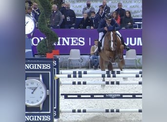 Belgisches Warmblut, Wallach, 14 Jahre, 172 cm, Fuchs