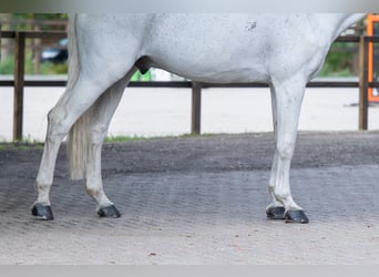 Belgisches Warmblut, Wallach, 14 Jahre, 174 cm, Schimmel
