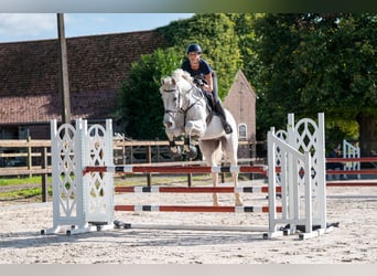 Belgisches Warmblut, Wallach, 14 Jahre, 174 cm, Schimmel