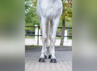 Belgisches Warmblut, Wallach, 14 Jahre, 174 cm, Schimmel