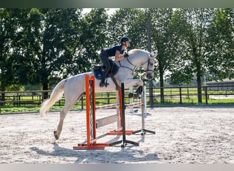 Belgisches Warmblut, Wallach, 14 Jahre, 174 cm, Schimmel
