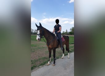 Belgisches Warmblut, Wallach, 15 Jahre, 163 cm, Brauner