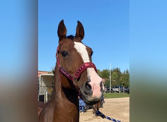 Belgisches Warmblut, Wallach, 15 Jahre, 163 cm, Brauner