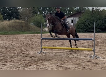 Belgisches Warmblut, Wallach, 15 Jahre, 163 cm, Brauner