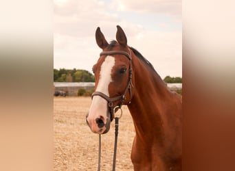 Belgisches Warmblut, Wallach, 15 Jahre, 163 cm, Brauner