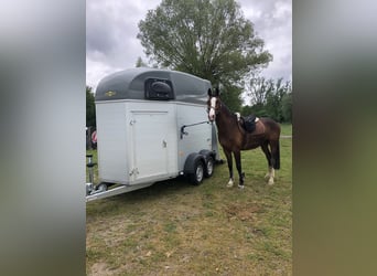 Belgisches Warmblut, Wallach, 15 Jahre, 163 cm, Brauner