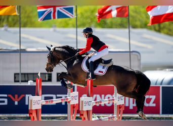 Belgisches Warmblut, Wallach, 15 Jahre, 165 cm, Brauner