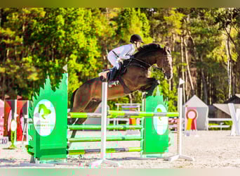 Belgisches Warmblut, Wallach, 15 Jahre, 165 cm, Brauner