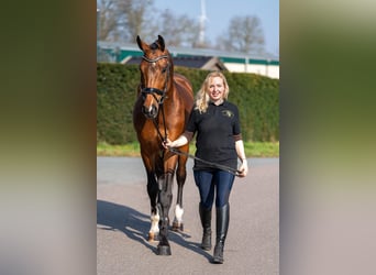 Belgisches Warmblut Mix, Wallach, 15 Jahre, 166 cm, Brauner