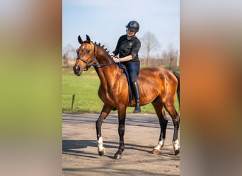 Belgisches Warmblut Mix, Wallach, 15 Jahre, 166 cm, Brauner