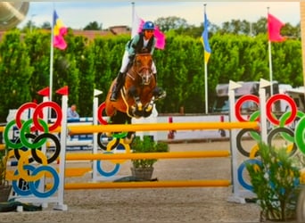 Belgisches Warmblut, Wallach, 15 Jahre, 167 cm, Brauner