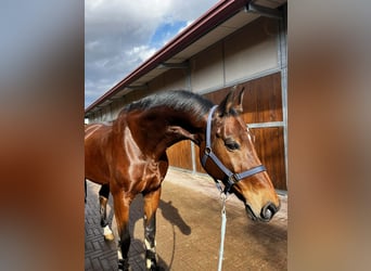 Belgisches Warmblut, Wallach, 15 Jahre, 168 cm, Brauner