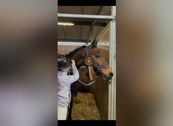 Belgisches Warmblut, Wallach, 15 Jahre, 168 cm, Brauner