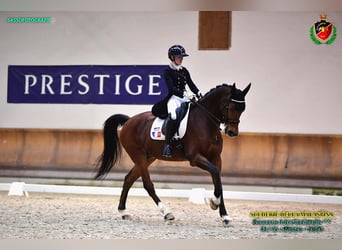 Belgisches Warmblut, Wallach, 15 Jahre, 168 cm, Brauner