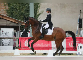 Belgisches Warmblut, Wallach, 15 Jahre, 168 cm, Brauner