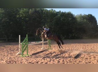 Belgisches Warmblut, Wallach, 15 Jahre, 168 cm, Brauner