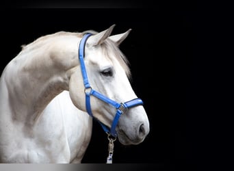 Belgisches Warmblut, Wallach, 15 Jahre, 171 cm, Schimmel