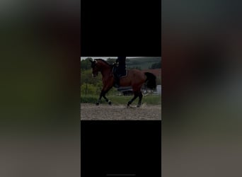 Belgisches Warmblut, Wallach, 15 Jahre, 175 cm, Brauner