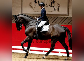 Belgisches Warmblut, Wallach, 15 Jahre