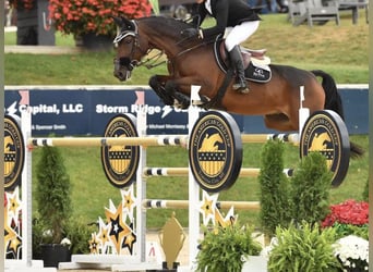 Belgisches Warmblut, Wallach, 15 Jahre, Rotbrauner