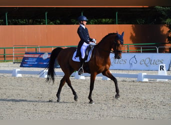 Belgisches Warmblut, Wallach, 16 Jahre, 173 cm, Rotbrauner