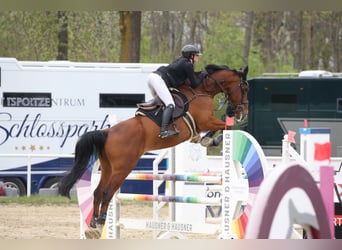 Belgisches Warmblut, Wallach, 16 Jahre, 174 cm, Brauner