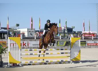 Belgisches Warmblut, Wallach, 16 Jahre, 175 cm